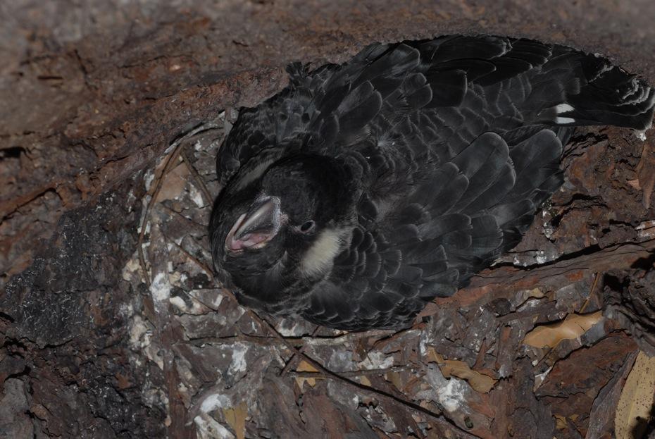 Cockatoo Care Carnaby's Cockatoo Western Australian Museum